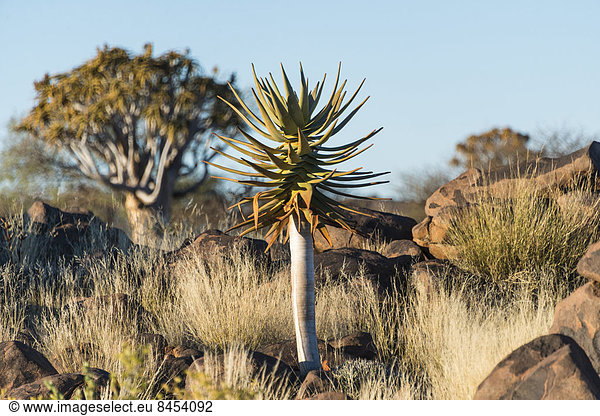 Köcherbaum (Aloe dichotoma)  bei Keetmanshoop  Namibia