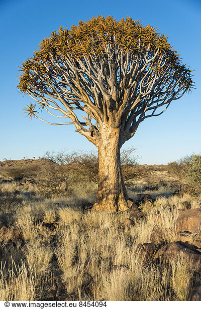 Köcherbaum (Aloe dichotoma) bei Keetmanshoop Namibia