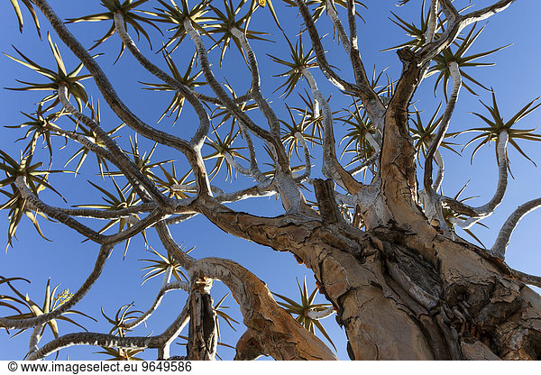 Köcherbaum (Aloe dichotoma)  bei Keetmanshoop  Namibia  Afrika