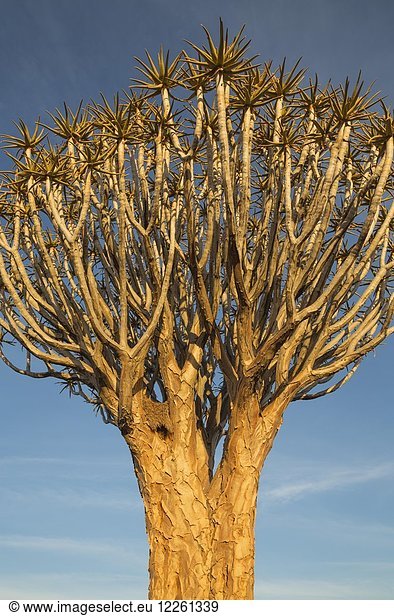 Köcherbaum (Aloe dichotoma) bei Keetmanshoop Namibia Afrika