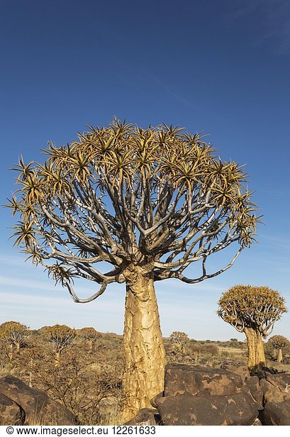 Köcherbaum (Aloe dichotoma) bei Keetmanshoop  Namibia  Afrika