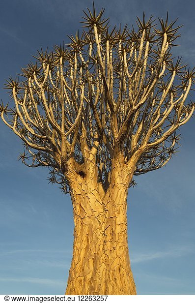 Köcherbaum (Aloe dichotoma) bei Keetmanshoop  Namibia  Afrika