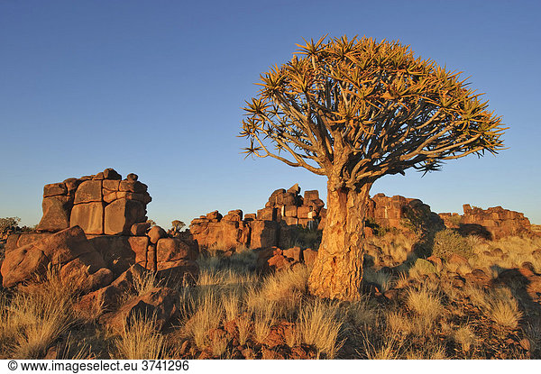 Köcherbaum (Aloe dichotoma) bei Sonnenaufgang im Köcherbaumwald beim Garas Camp bei Keetmanshoop  Namibia  Afrika