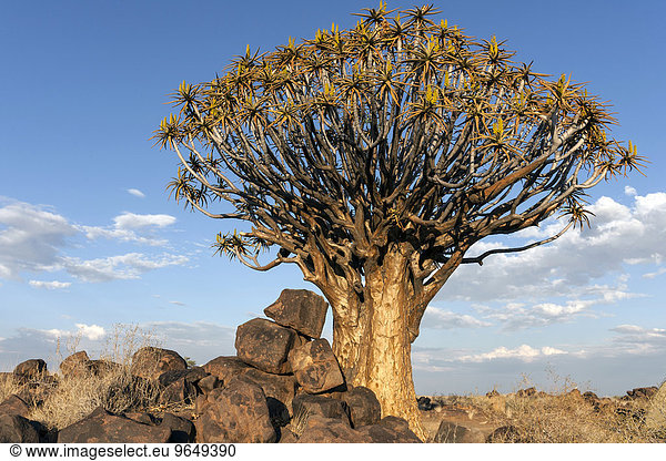 Köcherbaum (Aloe dichotoma) blühend im Köcherbaumwald im Garaspark bei Keetmanshoop Namibia Afrika
