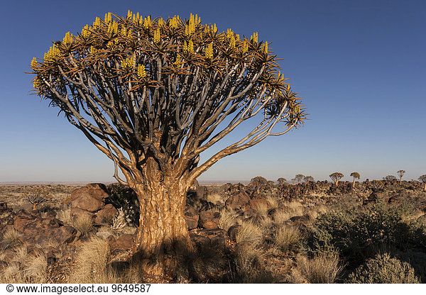 Köcherbaum (Aloe dichotoma)  blühend  im Morgenlicht  Köcherbaumwald im Garaspark  bei Keetmanshoop  Namibia  Afrika