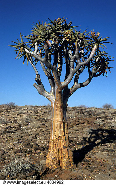 Köcherbaum (Aloe dichotoma) Brandberg Namibia Afrika