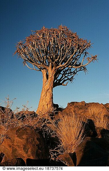 Köcherbaum (Aloe dichotoma) im Abendlicht  Keetmanshoop  Namibia  Afrika