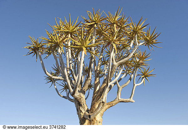 Köcherbaum (Aloe dichotoma) im Köcherbaumwald beim Garas Camp bei Keetmanshoop  Namibia  Afrika