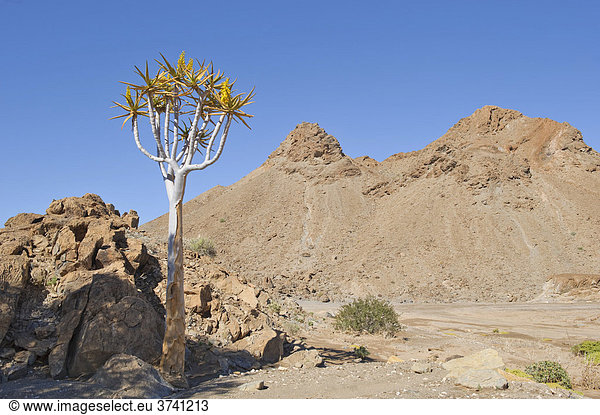 Köcherbaum (Aloe dichotoma) in den Bergen um Rosh Pinah  Namibia  Afrika