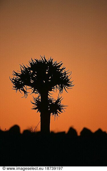 Köcherbaum (Aloe dichotoma) in der Abenddämmerung  Keetmannshoop  Namiba  Köcherbaum