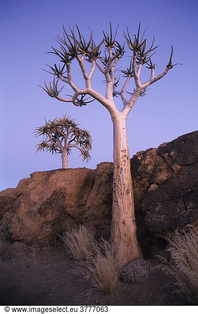 Köcherbaum (Aloe dichotoma) in der blauen Stunde  Namibia  Afrika