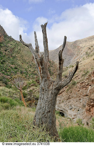 Köcherbaum (Aloe dichotoma) in der Köcherbaumschlucht  Naukluft-Berge  Namibia  Afrika