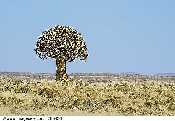 Köcherbaum (Aloe dichotoma) in der Wüste in Namibia. Afrika