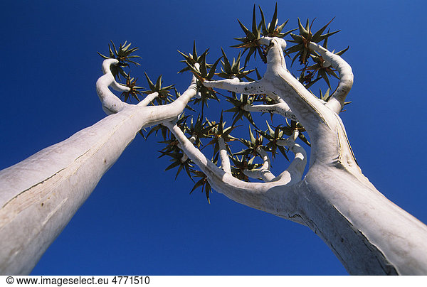 Köcherbaum (Aloe dichotoma)  junger Baum  Froschperspektive  Namib-Naukluft-Nationalpark  Namibia  Afrika
