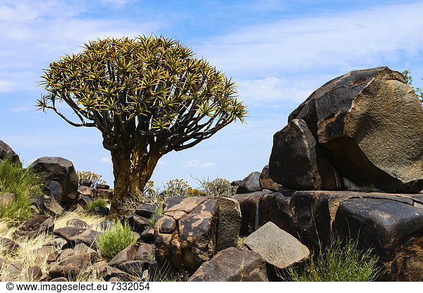 Köcherbaum (Aloe dichotoma)  Köcherbaumwald  Keetmanshoop  Namibia  Afrika