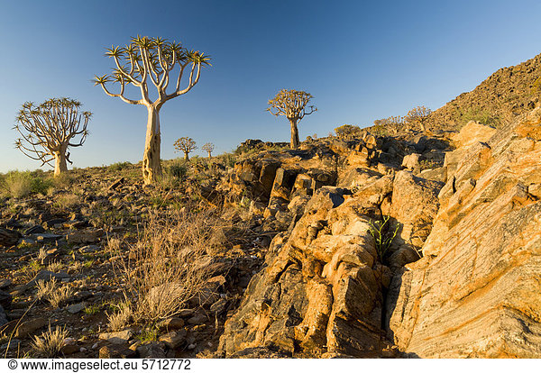 Köcherbaum (Aloe dichotoma)  Köcherbaumwald  Kenhard  Nordkap  Südafrika  Afrika