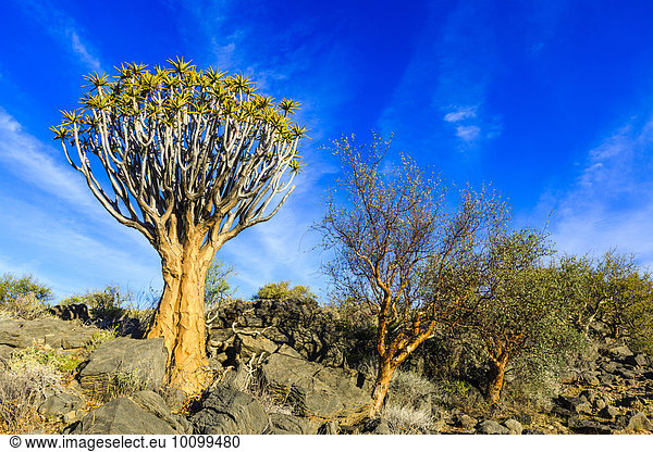 Köcherbaum (Aloe dichotoma)  Köcherbaumwald  Naukluft  Namibia  Afrika