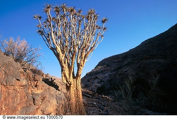 Köcherbaum (Aloe Dichotoma). Kalahari-Wüste. Namibia
