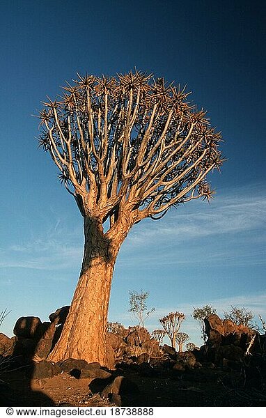 Köcherbaum (Aloe dichotoma)  Keetmannshoop  Namibia  Afrika