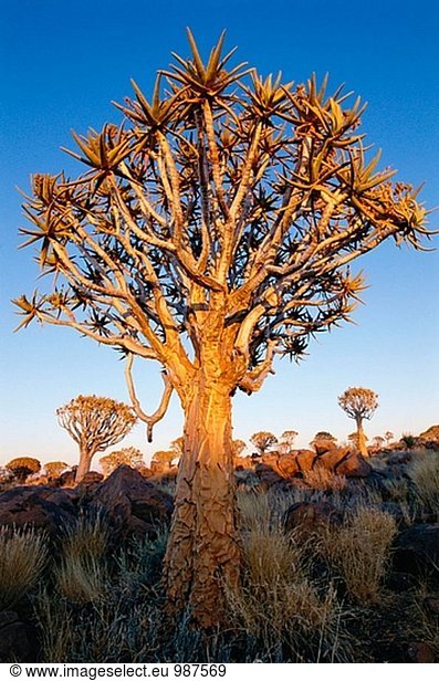Köcherbaum (Aloe Dichotoma) Keetmanshoop. Namibia.