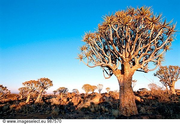 Köcherbaum (Aloe Dichotoma) Keetmanshoop. Namibia.
