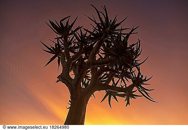 Köcherbaum (Aloe dichotoma)  Kokerboom (Aloidendron dichotomum) bei Sonnenuntergang im Augrabies Falls National Park im Nordkap  Südafrika