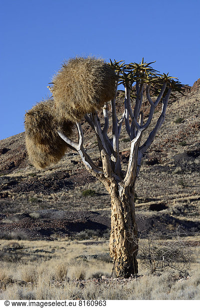 Köcherbaum (Aloe dichotoma)  mit Nestern der Siedelweber (Philetairus socius)