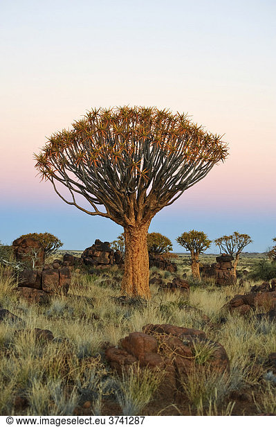 Köcherbaum (Aloe dichotoma) nach Sonnenuntergang im Köcherbaumwald beim Garas Camp bei Keetmanshoop Namibia Afrika