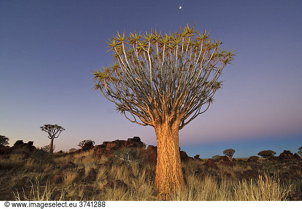 Köcherbaum (Aloe dichotoma) nach Sonnenuntergang im Köcherbaumwald beim Garas Camp bei Keetmanshoop  Namibia  Afrika
