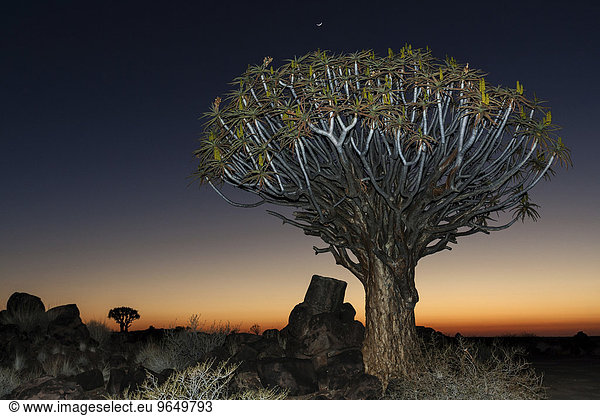 Köcherbaum (Aloe dichotoma)  Nachtaufnahme  im Köcherbaumwald im Garaspark  bei Keetmanshoop  Namibia  Afrika