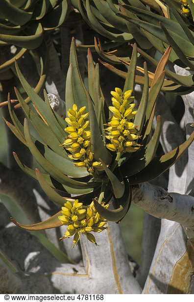 Köcherbaum (Aloe dichotoma)  Nahaufnahme der Rinde  Namibia  Afrika