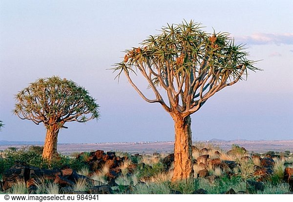 Köcherbaum (Aloe Dichotoma). Namibia.