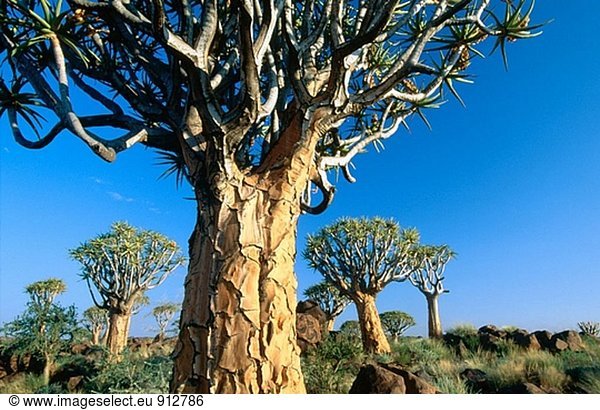 Köcherbaum (Aloe Dichotoma). Namibia