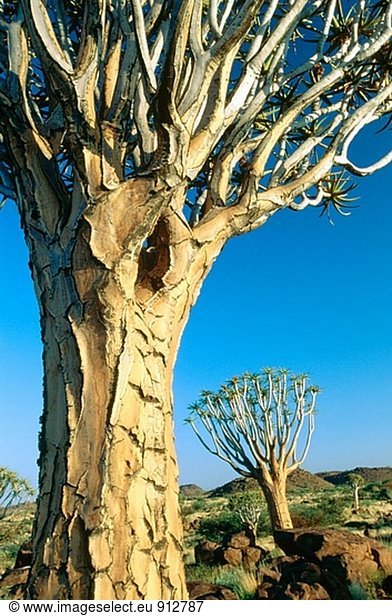 Köcherbaum (Aloe Dichotoma). Namibia