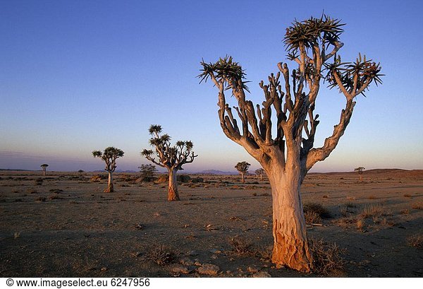Köcherbaum  Aloe Dichotoma  Namibia