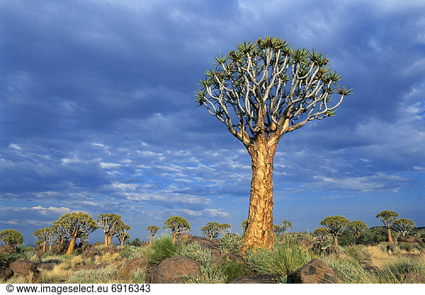 Köcherbaum  Aloe Dichotoma  Namibia  Afrika
