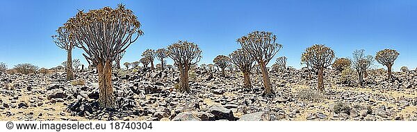 Köcherbaum (Aloe dichotoma)  Namibia  Afrika