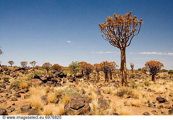 Köcherbaum  Aloe Dichotoma  Namibia  Keetmanshoop