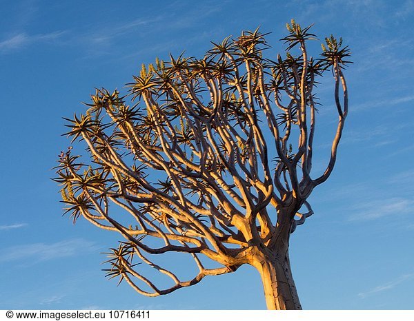 Köcherbaum Aloe Dichotoma Namibia Keetmanshoop