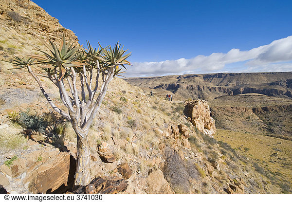 Köcherbaum (Aloe dichotoma) Naukluft-Berge Namibia Afrika