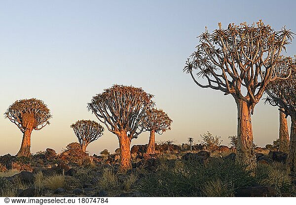 Köcherbaum (Aloe dichotoma) oder Kokerboom  Keetmanshoop  Karas Region  Namibia  Afrika