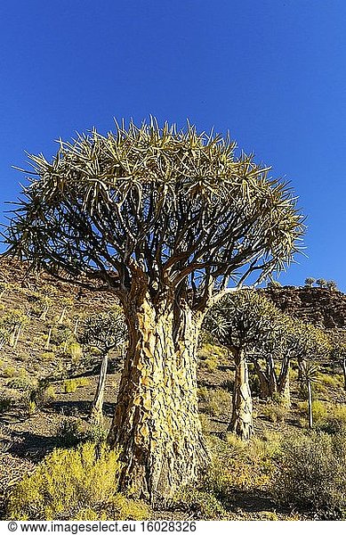 Köcherbaum Aloe dichotoma oder Kokerboom-Wald. Nieuwoudtville. Nordkap. Süd Afrika.
