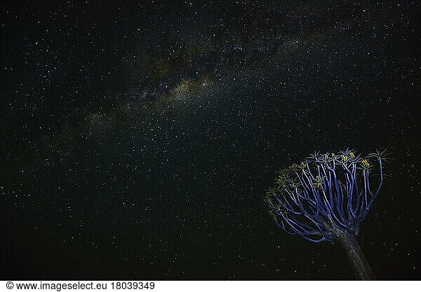 Köcherbaum (Aloe dichotoma) oder Quivertree (Afrikaans: Kokerboom) bei Nacht mit Milchstraße  Keetmanshoop  Namibia  Afrika