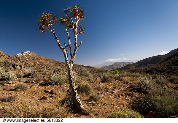 Köcherbaum (Aloe dichotoma)  Richtersveld National Park  Nordkap  Südafrika  Afrika