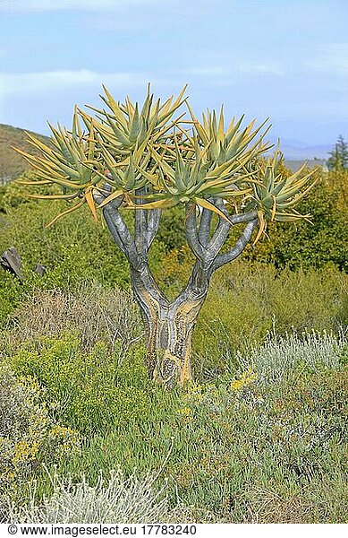 Köcherbaum (Aloe dichotoma)  Südafrika