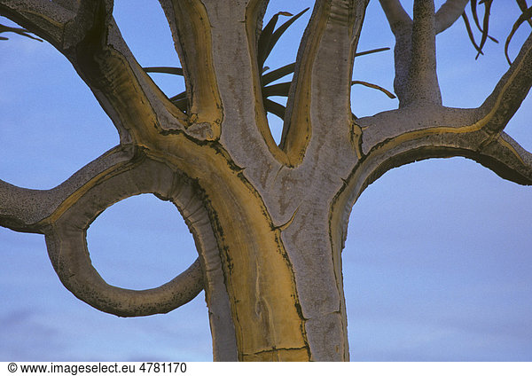 Köcherbaum (Aloe dichotoma)  Äste  Namibia  Afrika