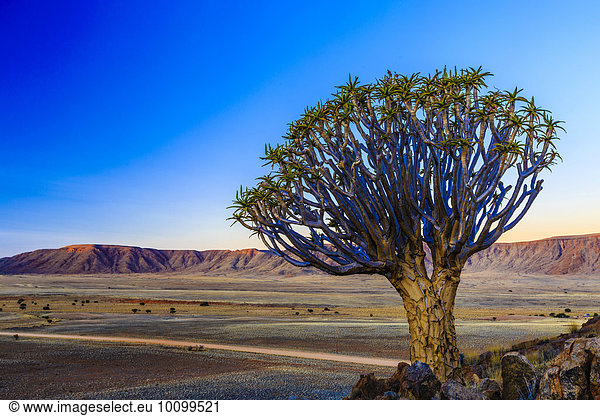 Köcherbaum (Aloe dichotoma) vor dem Rooirand Gebirge im Abendlicht  Tirasberge  Namibia  Afrika