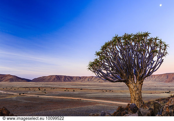 Köcherbaum (Aloe dichotoma) vor dem Rooirand Gebirge Tirasberge Namibia Afrika