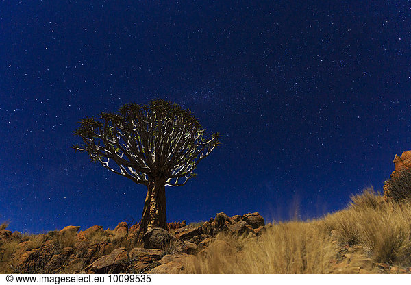 Köcherbaum (Aloe dichotoma) vor dem Sternenhimmel bei Nacht  Tirasberge  Namibia  Afrika
