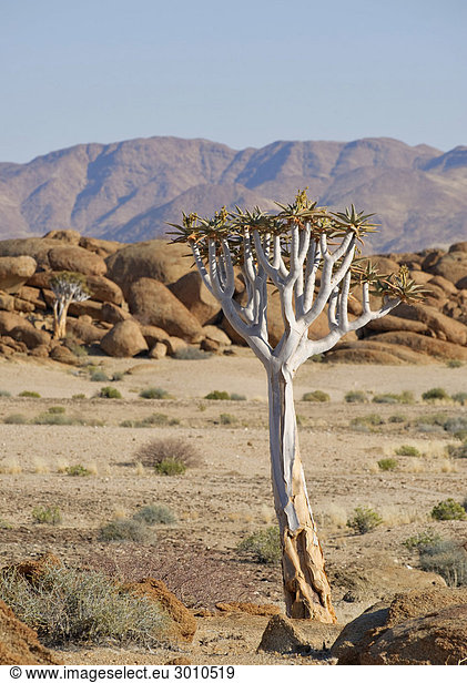Köcherbaum (Aloe dichotoma) vor Granitfelsen im Namib-Naukluft-Nationalpark  Namibia  Afrika